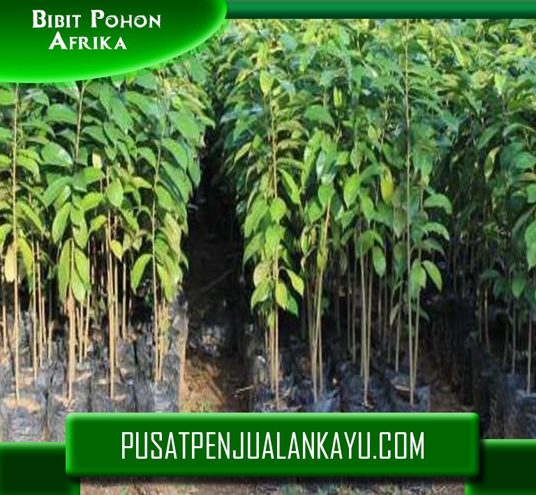 Bibit Pohon Afrika_Jual Bibit pohon afrika Murah Terpercaya Berkualitas.jpg